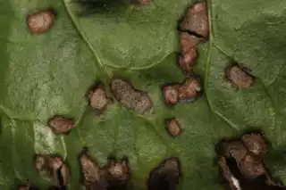3528