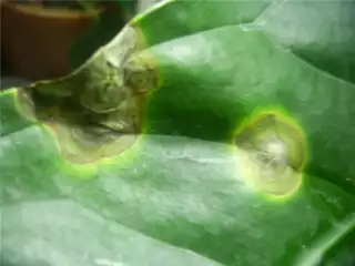 1509