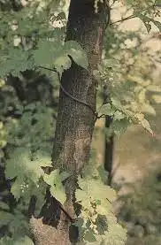 2104