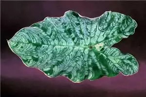 1625
