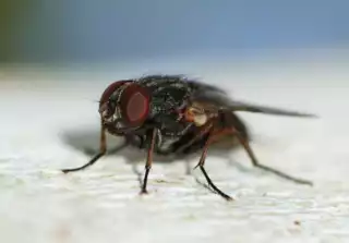 2160