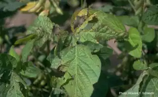 957