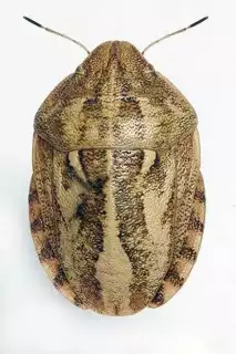 187