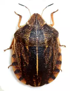 3450