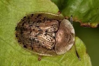 307