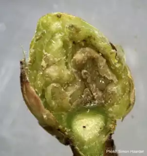 730