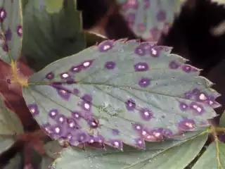 3662