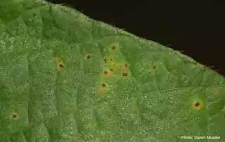 958