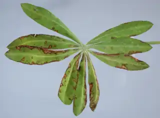 3807