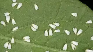 914