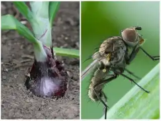 3959