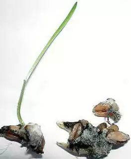 3542