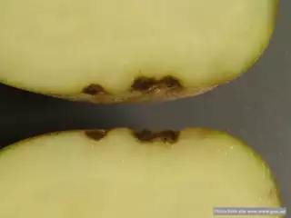 1162