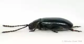 855