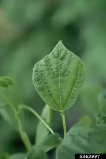 926
