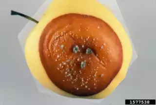 342