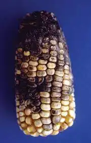 3847