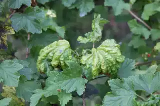 1516