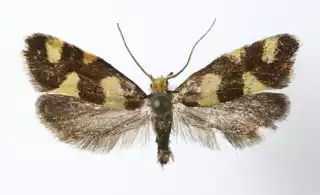 325