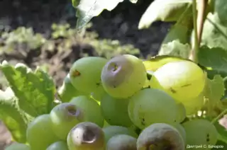 61