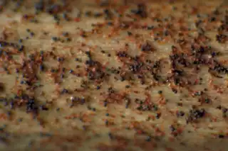 3516