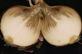 516
