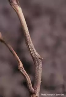 960