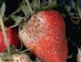 1439
