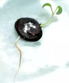 980