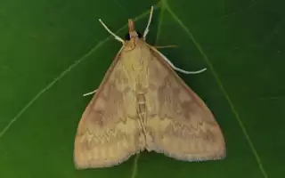 295