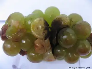 6239