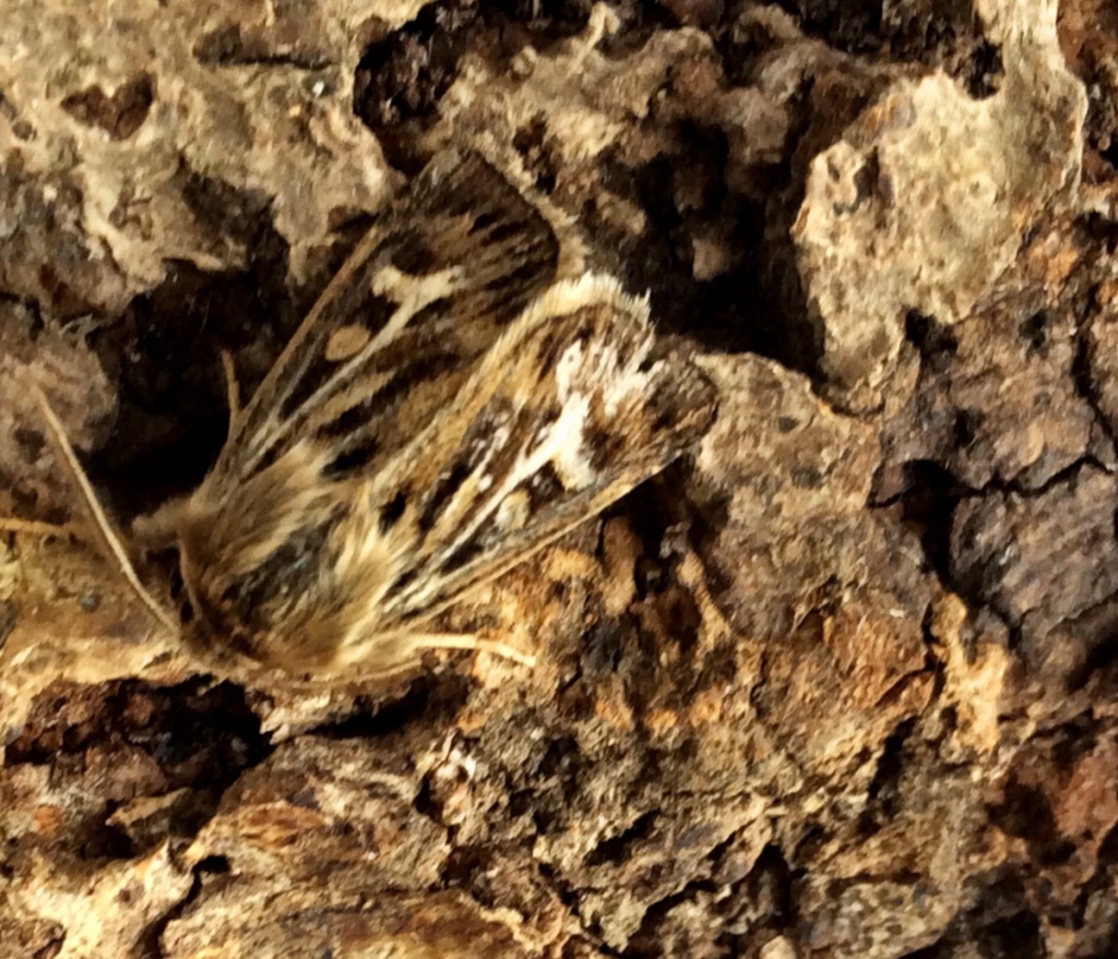 MFBrakerBradgate deerbarns17 July 2016Antler moth