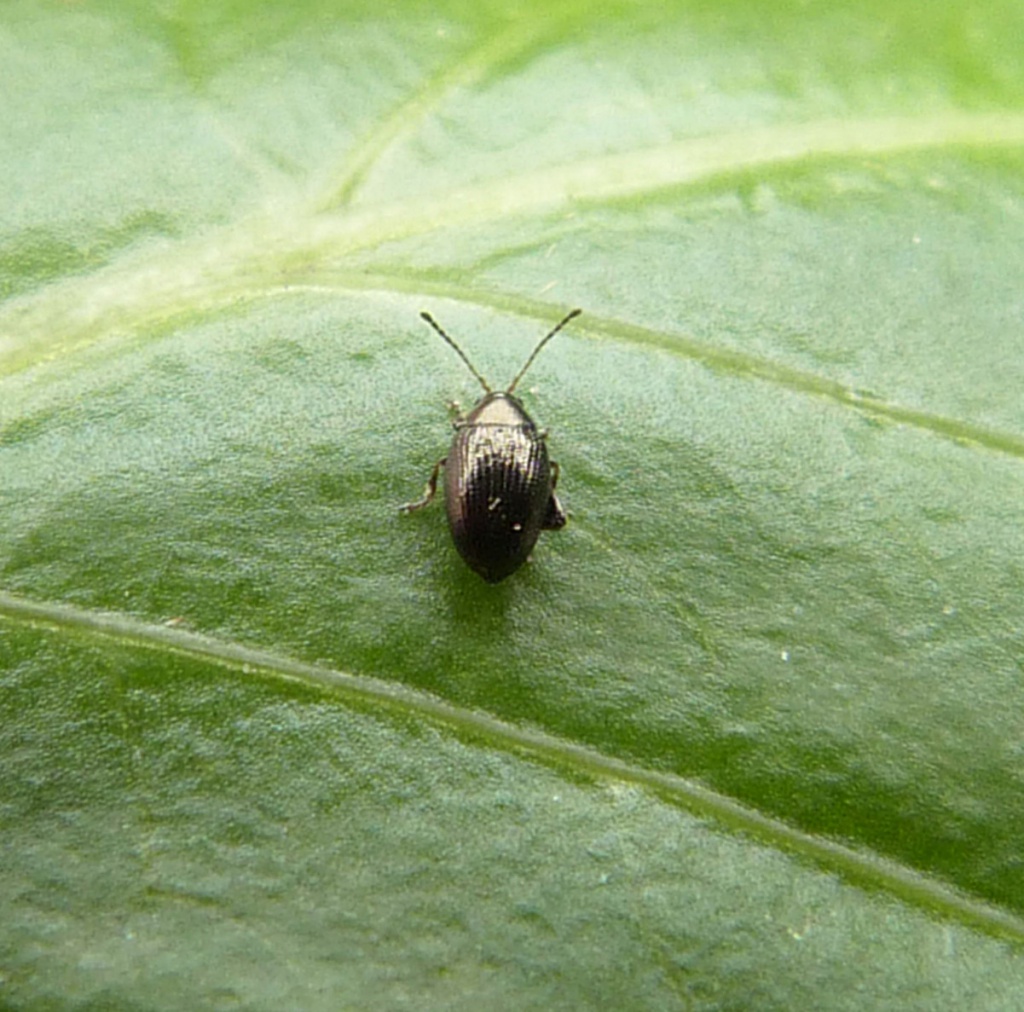 Graham CalowNear High Cross13 April 2016specimen examined