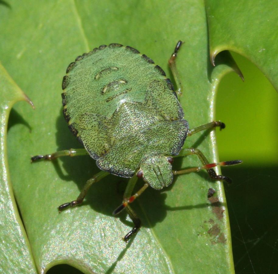 David NichollsAbbey Park19 September 2010late instar nymph