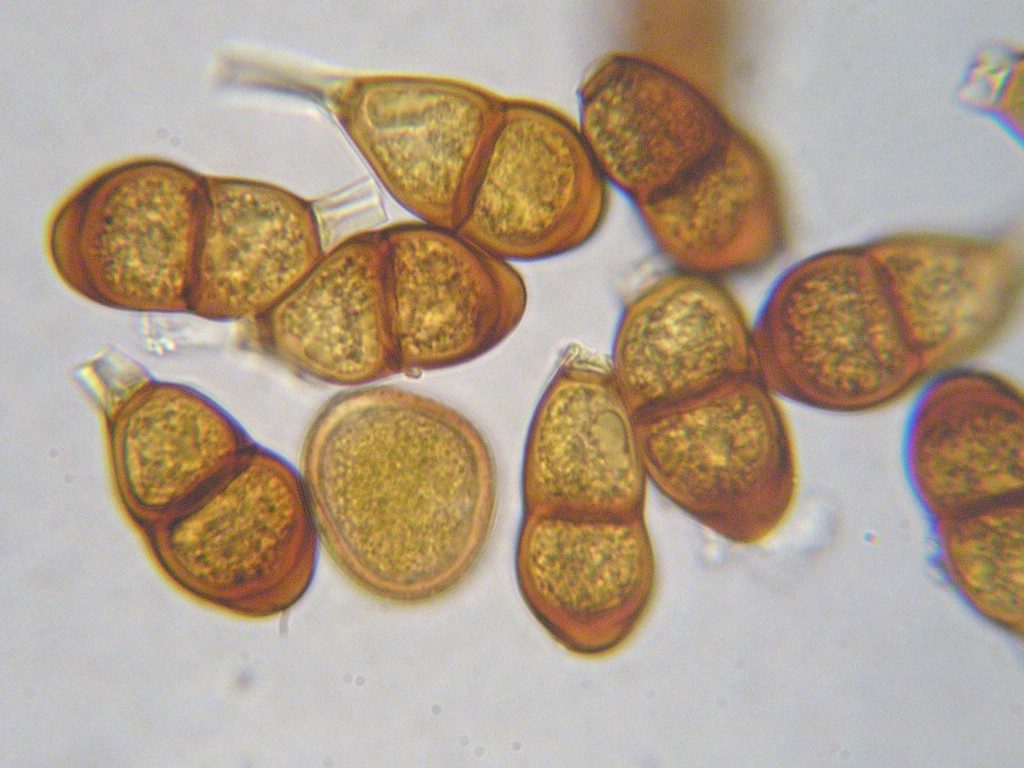 Teliosporen länglich bis ellipsoid, am Scheitel bis auf 7 µm verdickt