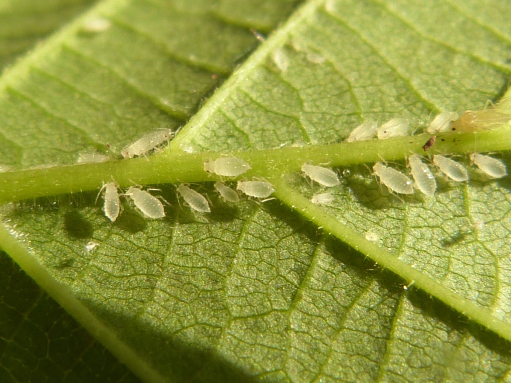 Graham CalowBurbage Wood23 May 2023Immatures and adult on Hazel