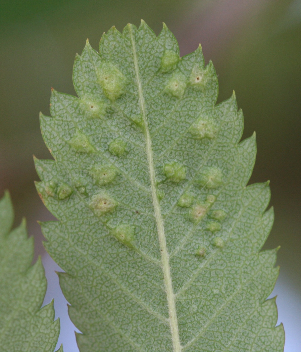 David NichollsRatby05 June 2014galls on Rowan