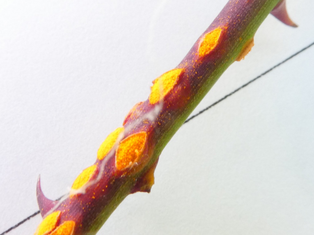 Melinda BellMarket Bosworth,Ashby Canal21 July 2020