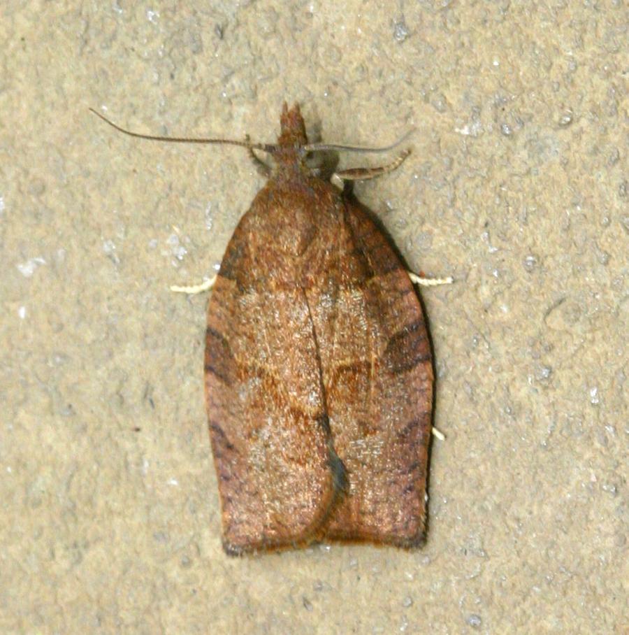 David NichollsRatby garden116 July 2005