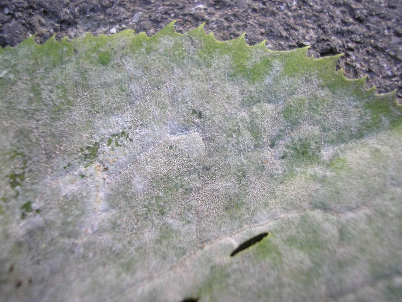 Myzel mit jungen Fruchtkörpern