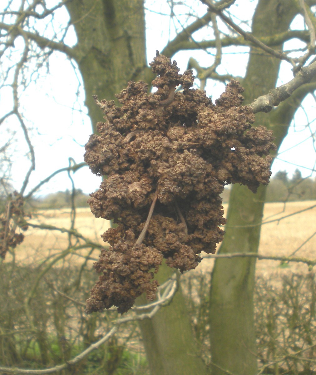 Craig MabbettLutterworth Road Dunton Bassett06 April 2016Bacterial gall 