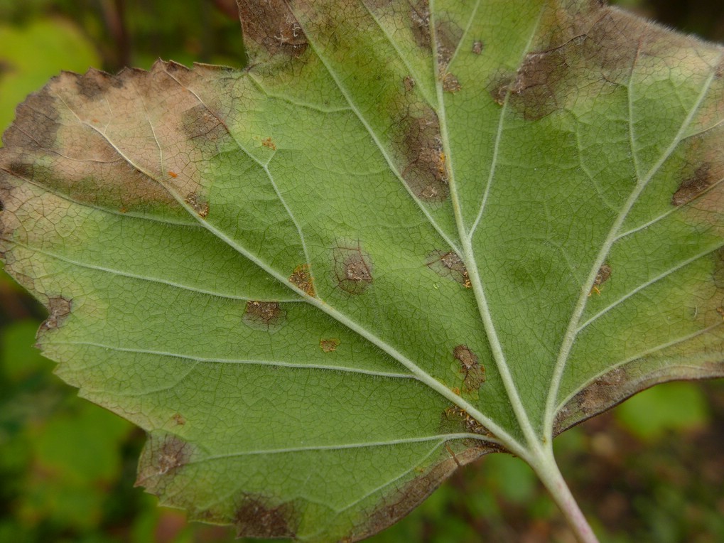 Meist dicht auf der Blattunterseite beisammenstehend