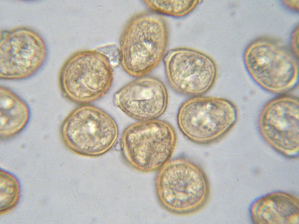 Urediniosporen ellipsoid, Wand stachelig