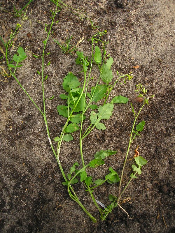 Befallene Pflanzen – Habitus