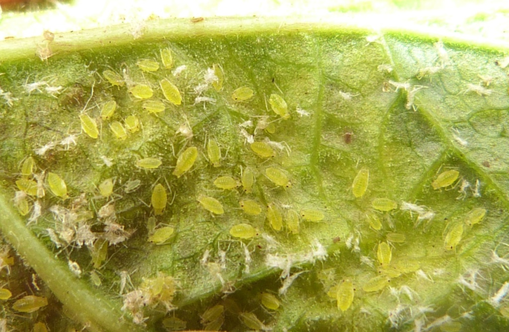 Craig MabbettShawell, Gibbet Lane 17 June 2023on Red Currant