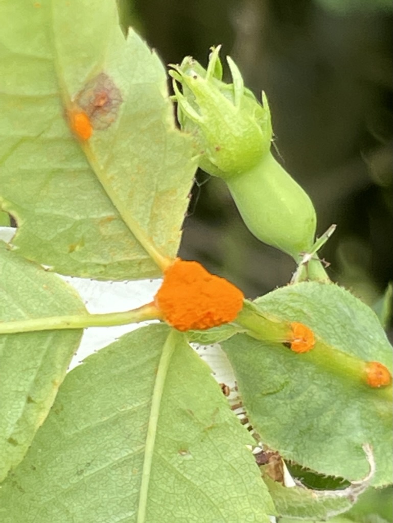 CAPochinHalstead17 June 2023