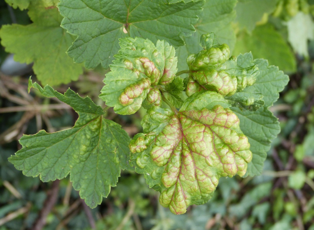 Graham CalowPark Road, Cosby 28 June 2016Galls on White Currant form of Ribes rubrum