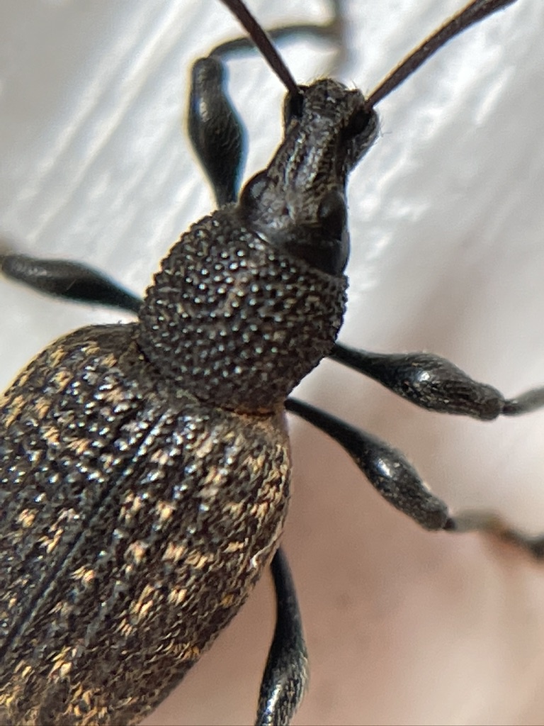 CAPochinStoneygate garden01 August 2021