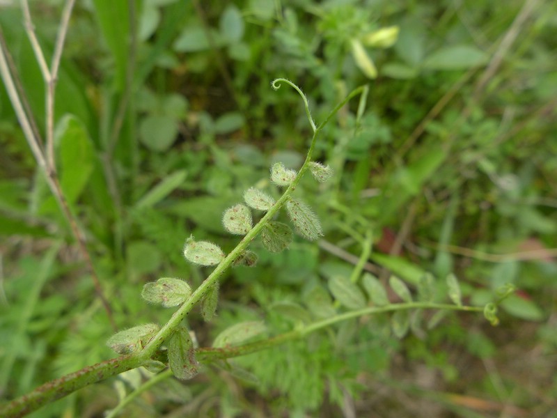 Uredien braun, am Stängel länglich (hier untermischt mit Telien) und von Resten der Epidermis umgeben