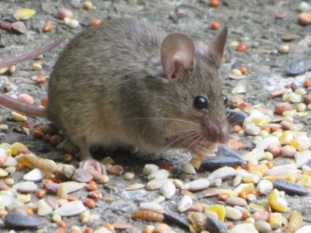 CAPochinStoneygate garden03 June 2022